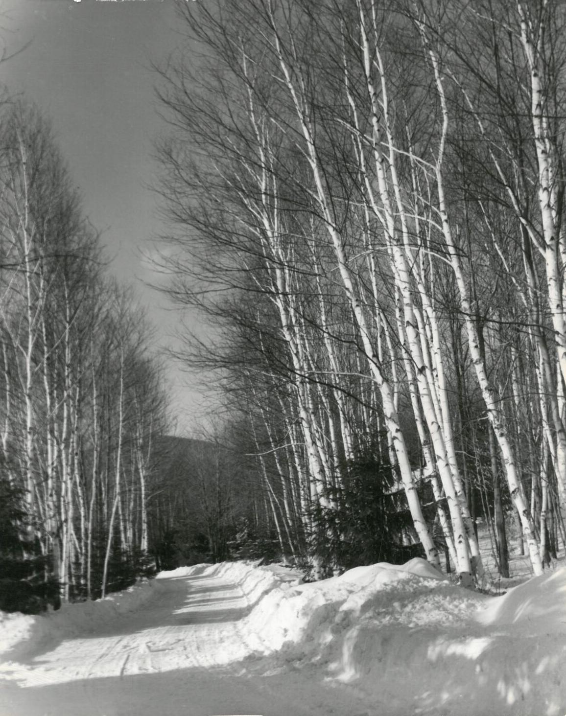 Snow-covered Pittsfield State Forest